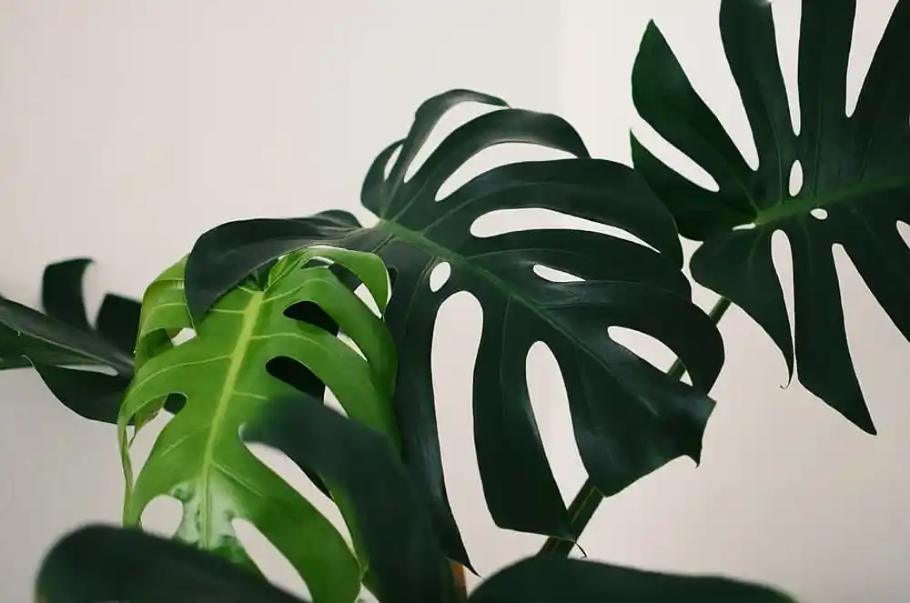 The Monstera Plant A Tropical Houseplant That's Perfect for Any Home