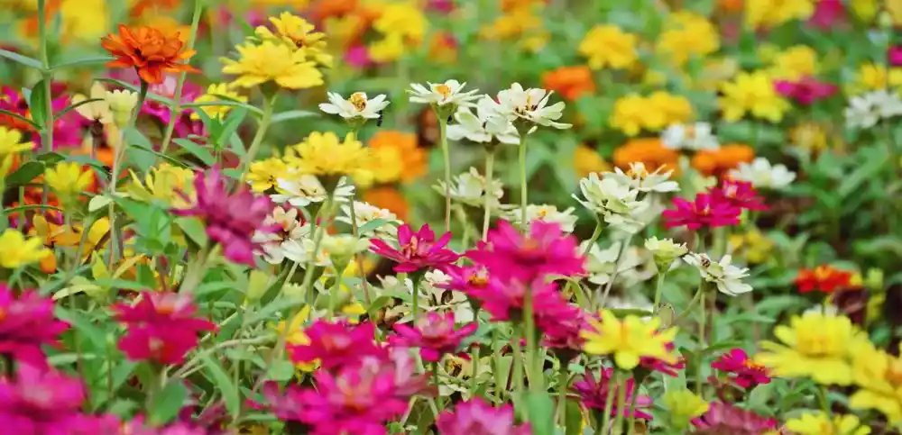 Tips for Growing Flowering Plants