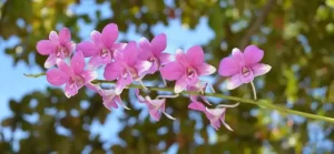 Tips for Growing Healthy Orchids in Your Home