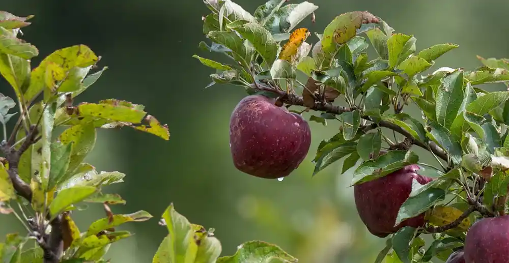 Watering Fruit Plants