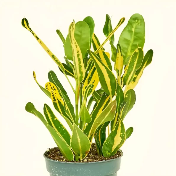 banana croton