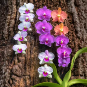 colorful-orchids-growing-on-tree-bark