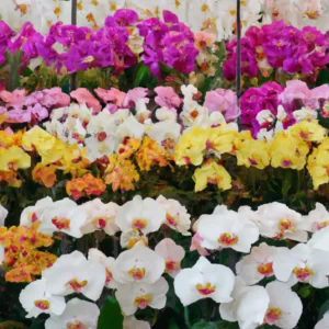 elegant-orchid-plants-in-full-bloom