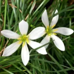 rain Lily white