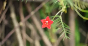 Cypress Vine