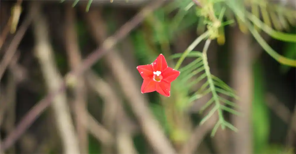 Cypress Vine