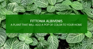 Fittonia Albivenis: A Plant That Will Add a Pop of Color to Your Home