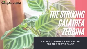 The Striking Calathea Zebrina