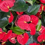 anthurium Sierra Red