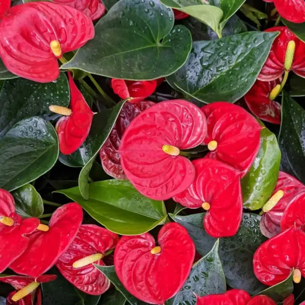 Anthurium Sierra Red