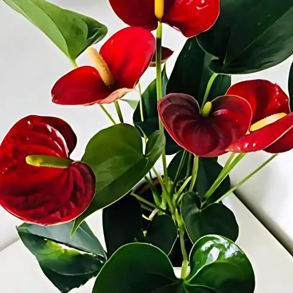 Anthurium Sierra Red