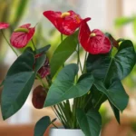 anthurium red champion