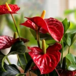 anthurium red champion