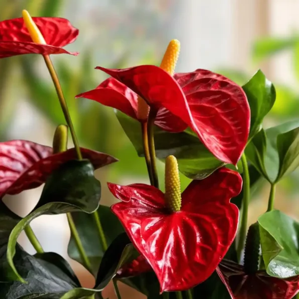 Anthurium red champion