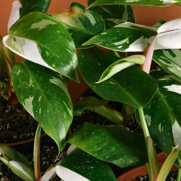 Philodendron White Princess