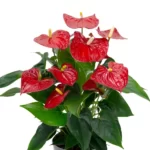 anthurium Sierra Red