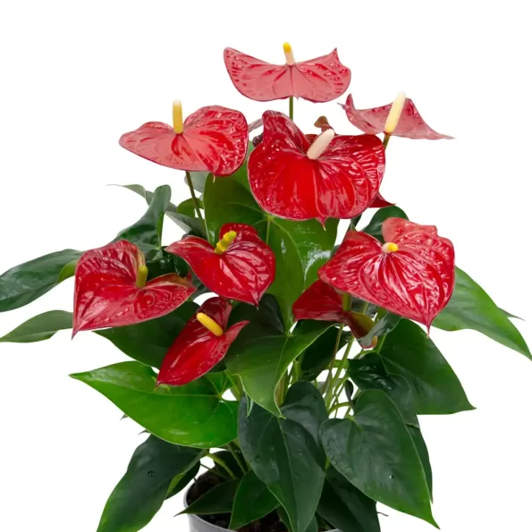 Anthurium Sierra Red