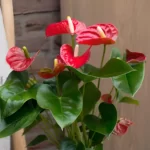 anthurium red champion