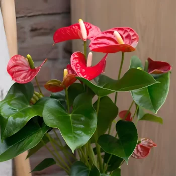 anthurium red champion