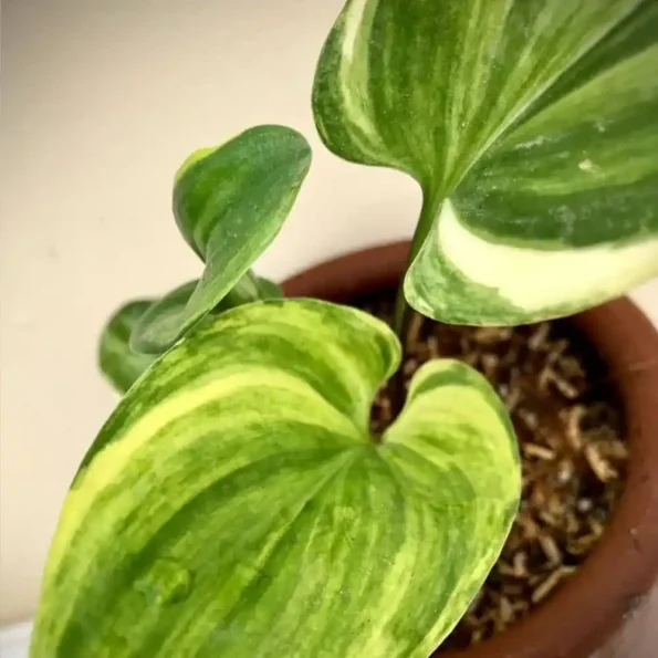 African Hosta Variegated