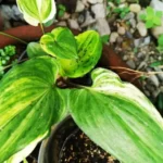 african hosta variegated