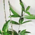 Golden Milky Dracaena