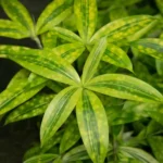 Golden Milky Dracaena