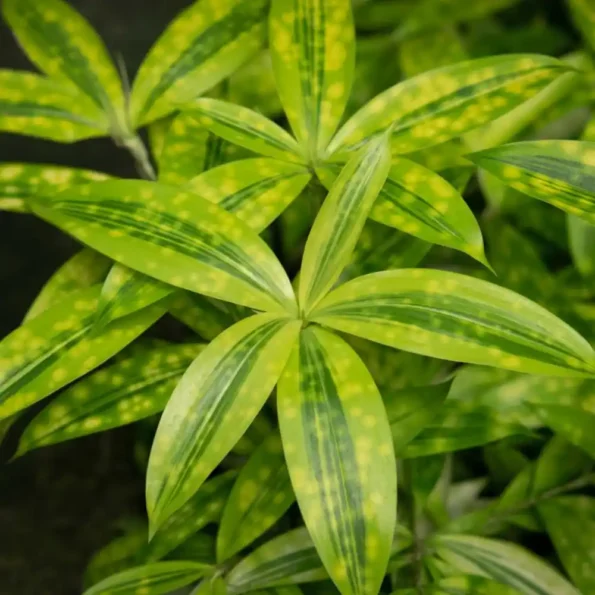 Dracaena Surculosa