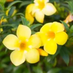 Golden Trumpet Yellow Allamanda Cathartica