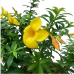 Golden Trumpet Yellow Allamanda Cathartica