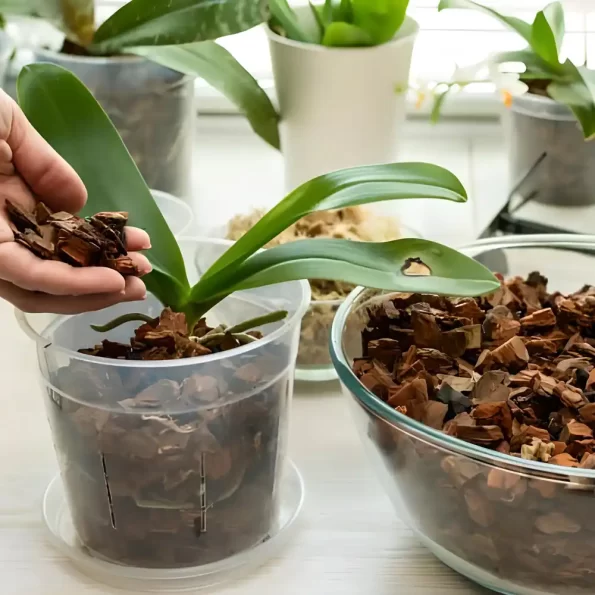 Orchid Potting Mix