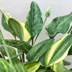 african hosta variegated