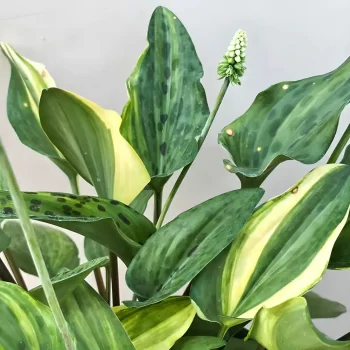 african hosta variegated