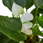 anthurium green white