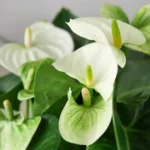 anthurium green white