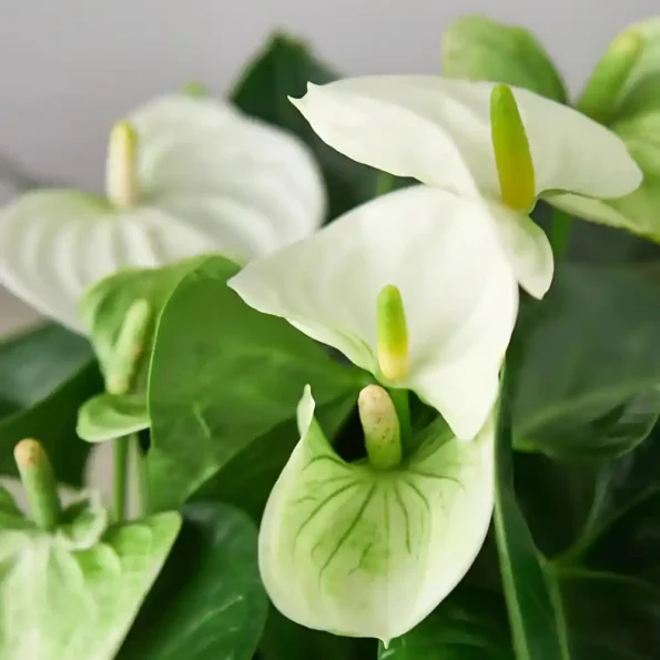 Anthurium Green white