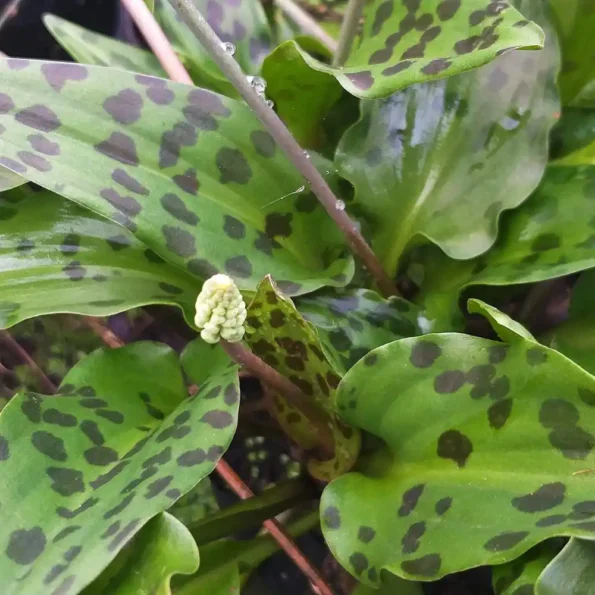 African Hosta