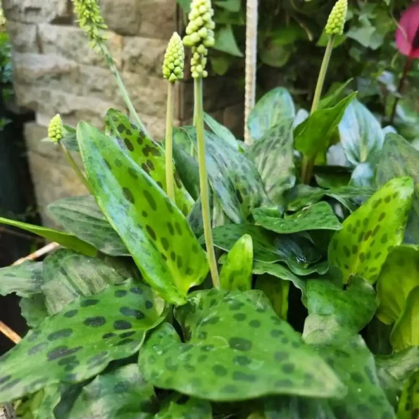 African Hosta