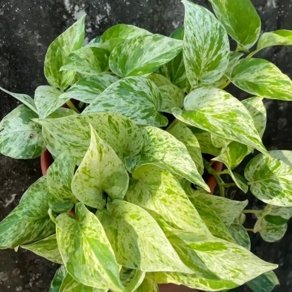 Marble Queen Money Plant