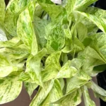 marble queen pothos