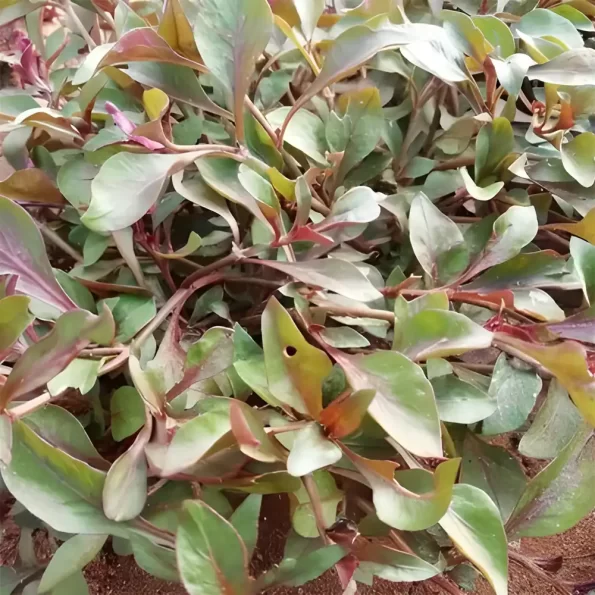 Ponnanganni Cheera Dwarf Copperleaf Spinach