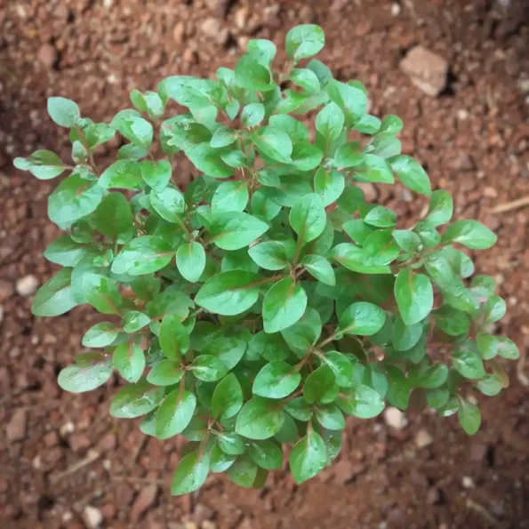 Ponnanganni Cheera