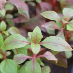 Ponnanganni Cheera Dwarf Copperleaf Spinach