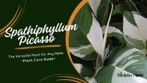 The Versatile Plant for Any Home Spathiphyllum Picasso variegated peacelily