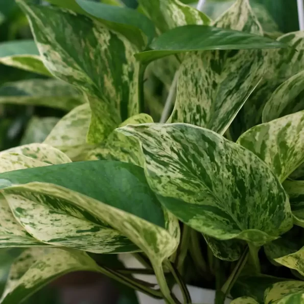 marble queen money plant