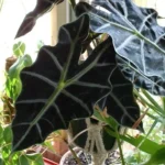 alocasia polly