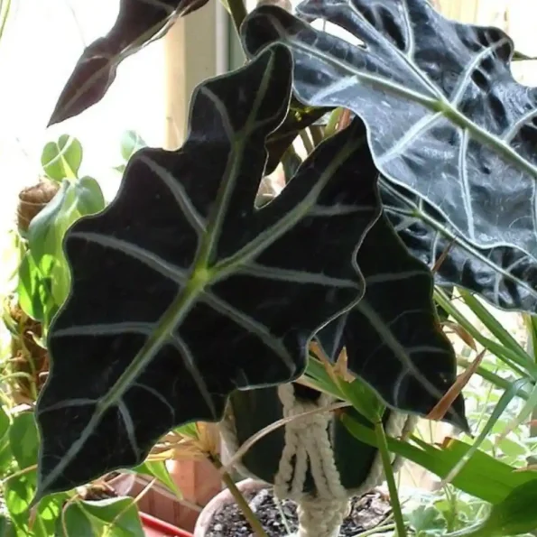 Alocasia Polly