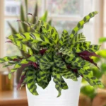 calathea rattlesnake