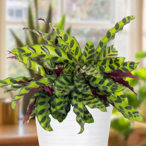 Calathea Rattlesnake