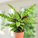 calathea rattlesnake